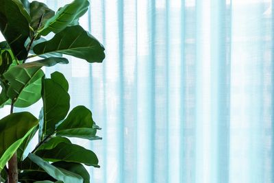 Tende arricciate, SG 5600, Colorama 1, Virgin Money, Glasgow, Scotland, United Kingdom